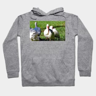 American White Ibis Hoodie